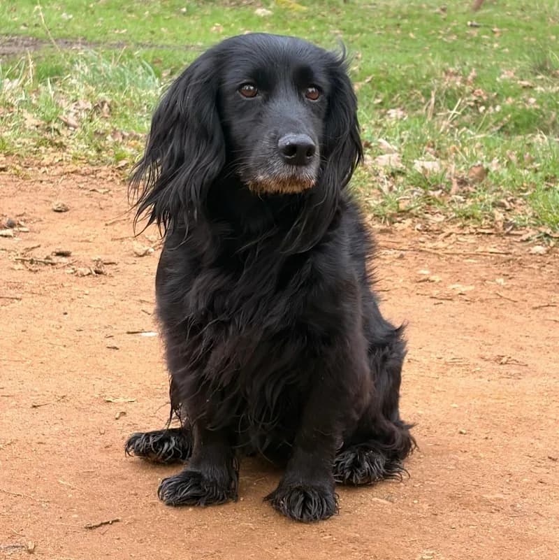Black Cocker Spaniel on a woodland path