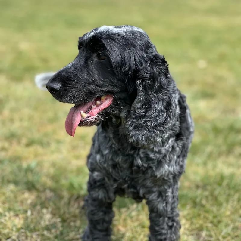 Black Doodle with tongue out enjoying a park walk