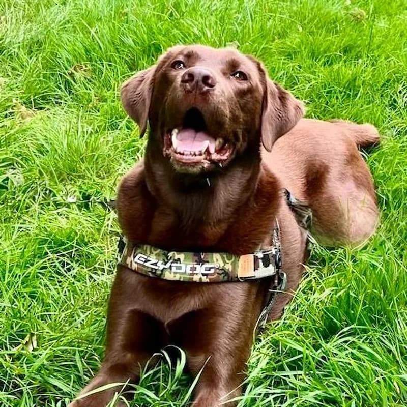 Chocolate Labrador sitting in the grass on a walk