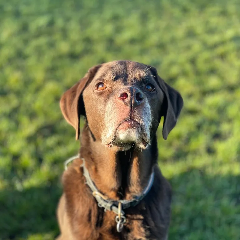Chocolate Labrador looking up during a walk in Fulham