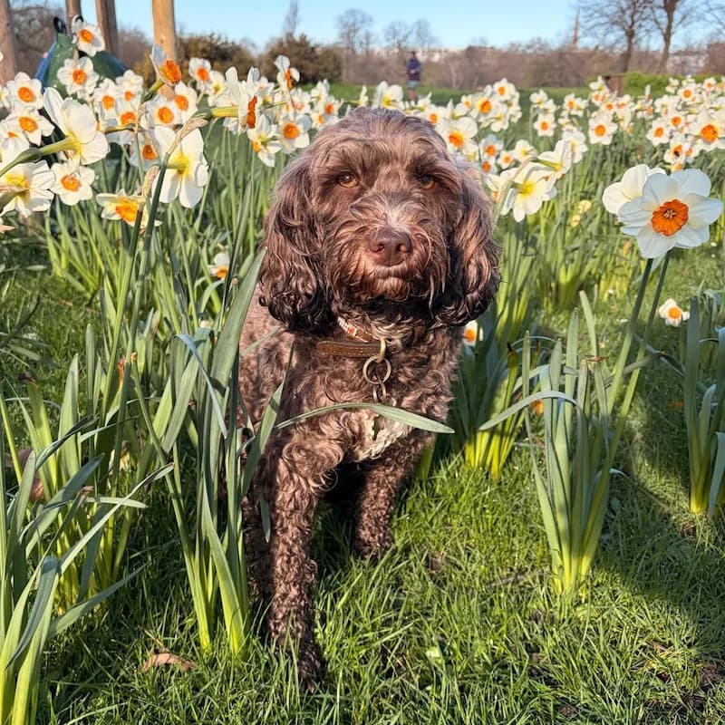 Chocolate Cockapoo among spring daffodils in Fulham