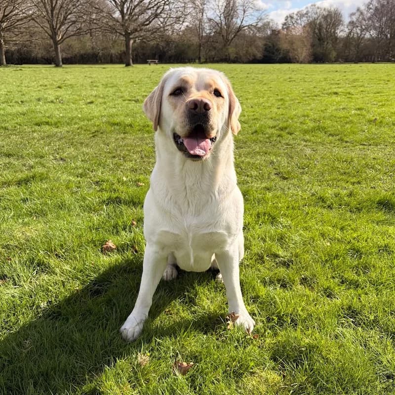 Yellow Labrador sitting on grass on a sunny day at Parsons Green