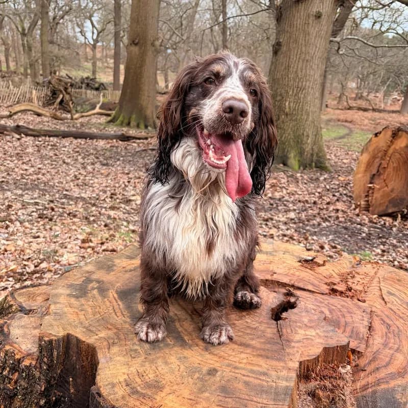 Springer Spaniel sitting on a tree stump in woodland
