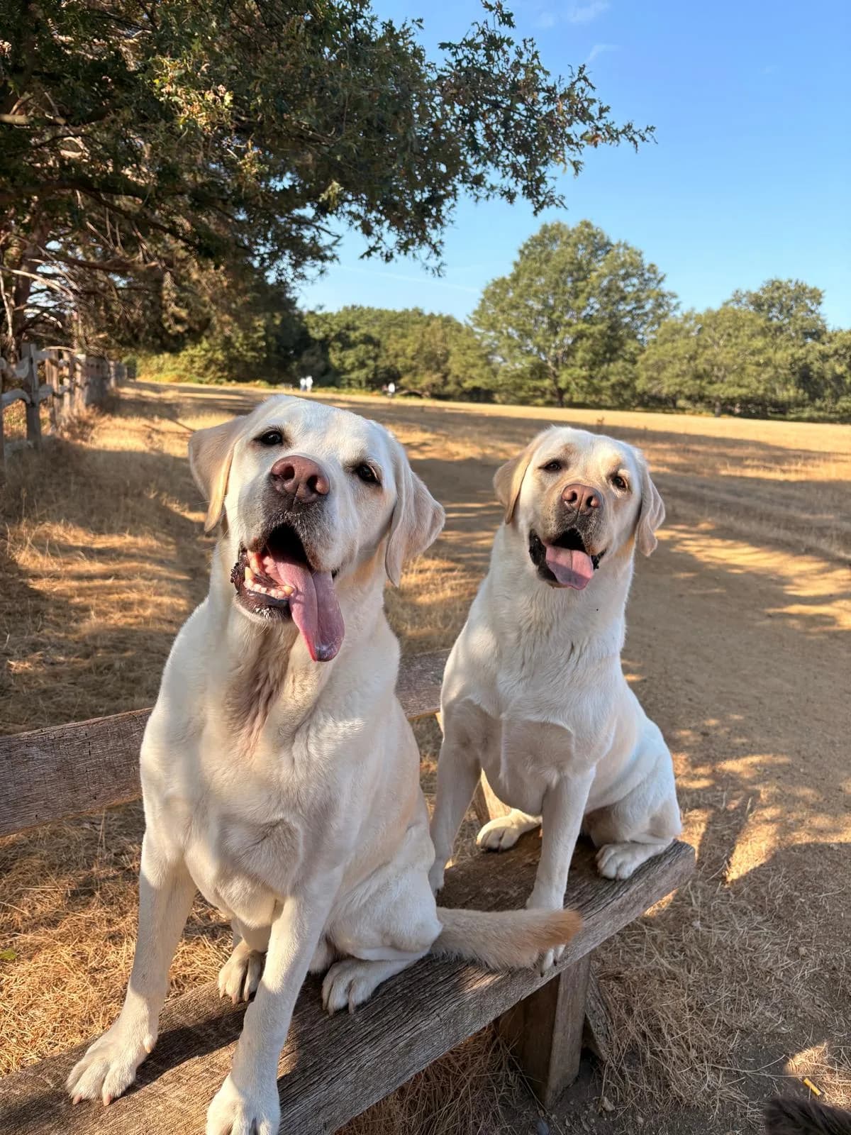 Two yellow Labradors sitting on a park bench in the sunshine