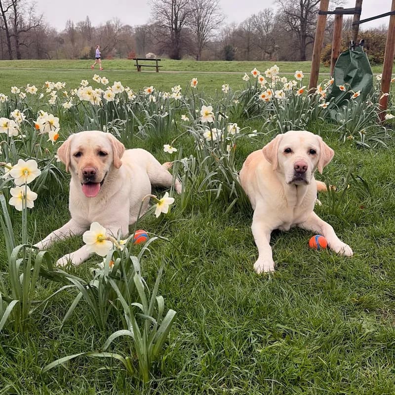 Two yellow Labradors resting among daffodils at Bishops Park