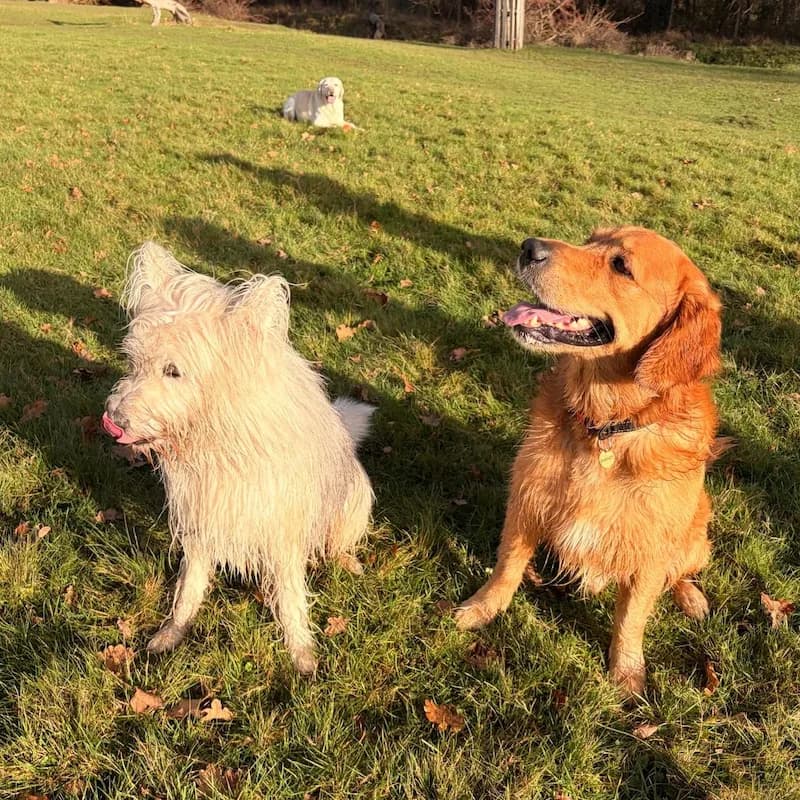 Westie and Golden Retriever enjoying a walk at Parsons Green