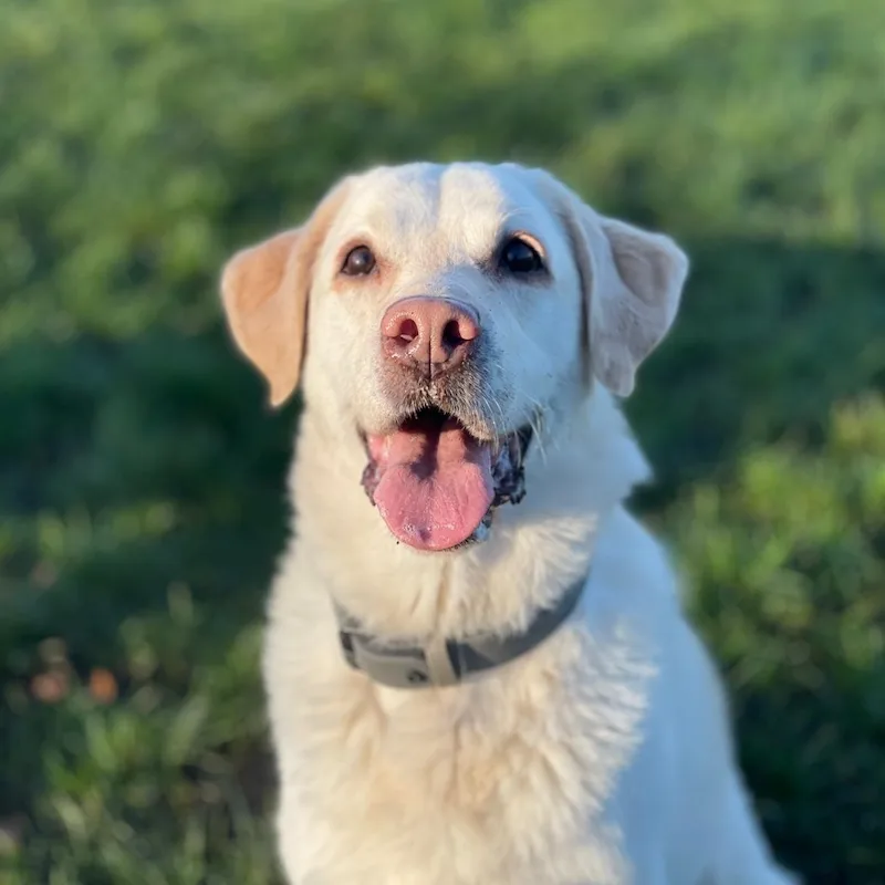 Yellow Labrador smiling in golden hour light