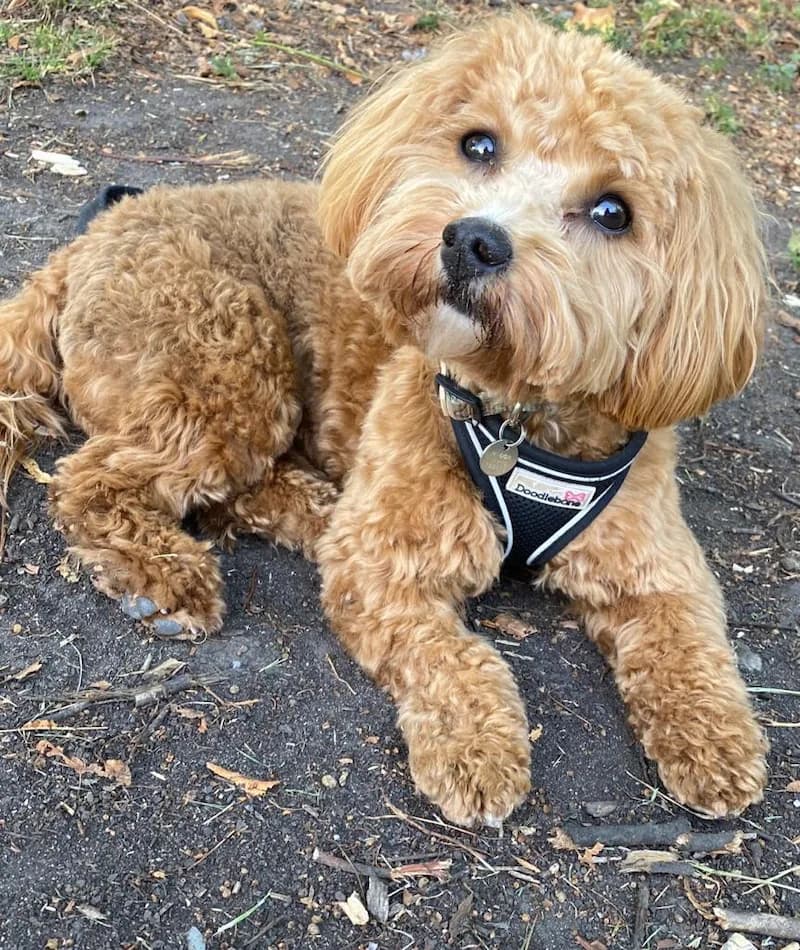 Caramel — Caroline's dog