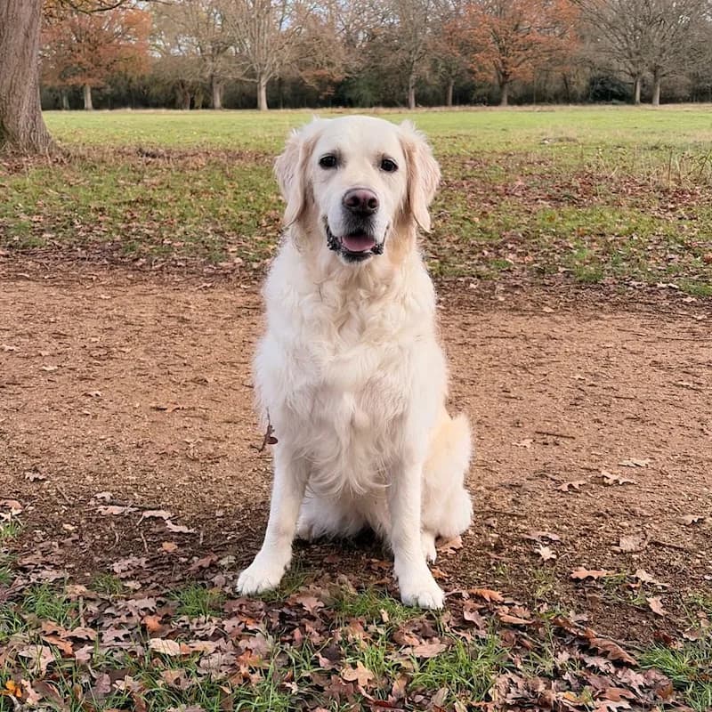 Mabel — Megan's dog