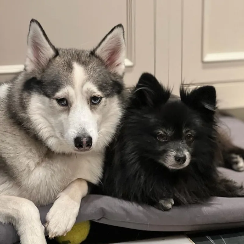 Boo & Monty — Catherine's dog
